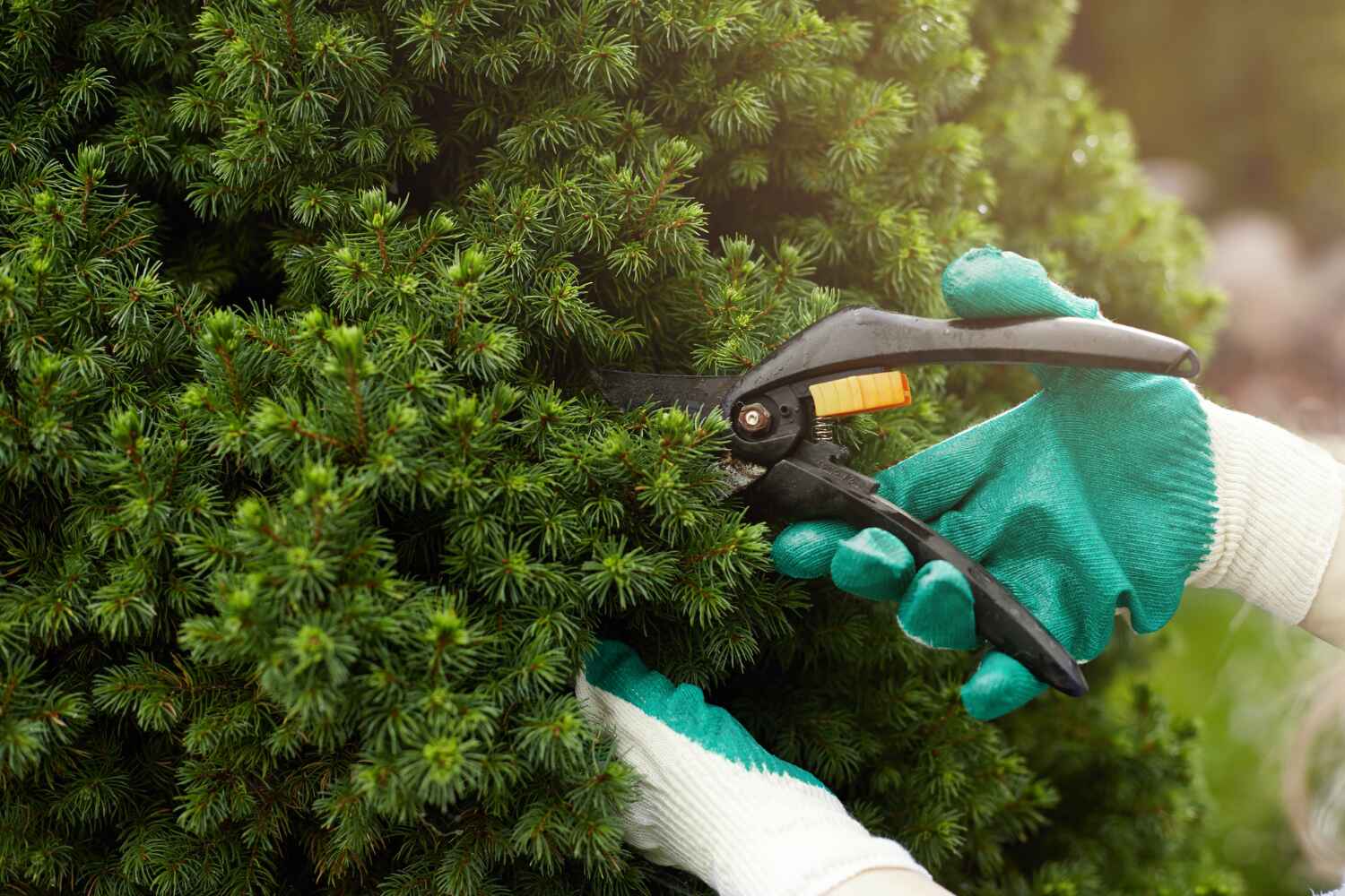 Best Professional Tree Care  in Cherry Hills Village, CO